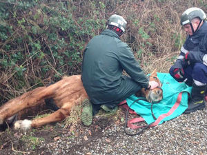 Supporting image for story: Watch: Firefighters rescue horse from ditch near Oswestry