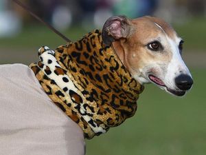 Supporting image for story: 9 absurd ways to wrap up warm, courtesy of a meme that looks forward to winter