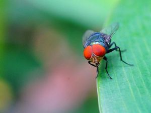 Supporting image for story: It turns out insects have pretty good eyesight after all