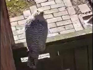 Supporting image for story: Rare falconry bird spotted on garden gate in Wolverhampton as local rescue hunts for owner