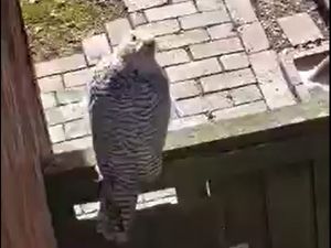 Supporting image for story: Rare falconry bird spotted on garden gate in Wolverhampton as local rescue hunts for owner