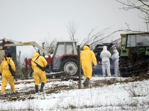 Supporting image for story: Animal transports banned in German region after foot and mouth disease detected