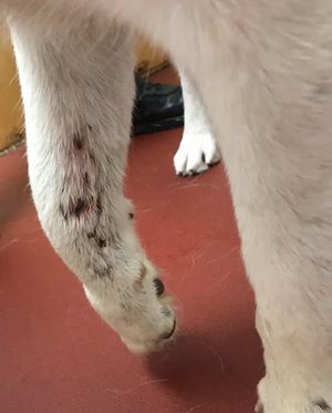 Delta's bite wounds were left untreated following a fight with another dog