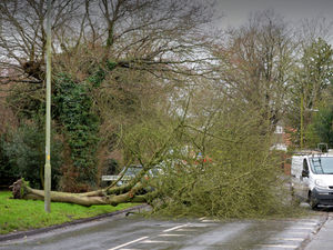 Supporting image for story: Trees brought down as Storm Ciara crashes into the Midlands - with pictures