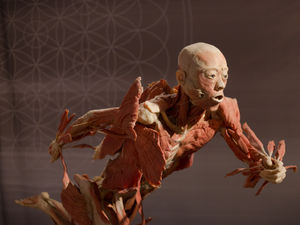 Supporting image for story: World-renowned Real Bodies exhibition opens in Birmingham