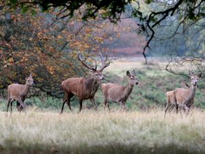 Supporting image for story: The lynx effect: Smell of predators enough to curb deer browsing, study finds