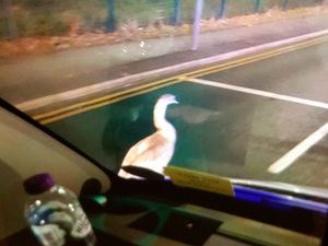 Supporting image for story: Hot Fuzz: Police sent to capture wandering swan causing traffic problems