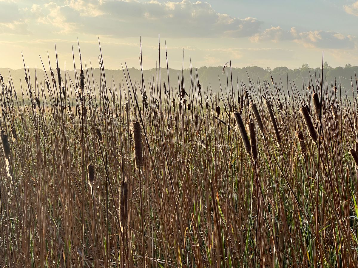 Bird numbers boosted on wetland farming sites, study finds