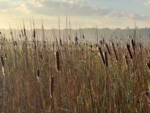 Supporting image for story: Bird numbers boosted on wetland farming sites, study finds