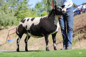 Boyo Halo topped the Boyo reduction sale at Worcester on Saturday on behalf of Dave Roberts’ Dutch Spotted reduction sale, selling for 12,000gns. 