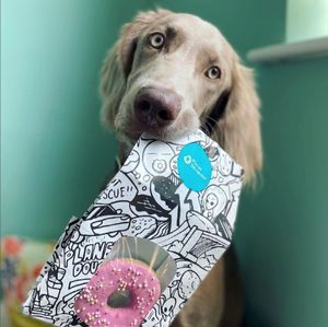 Xander with a delicious doggy doughnut 