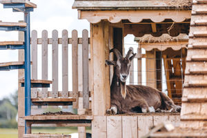 A goat relaxes in 'Goat Towers'