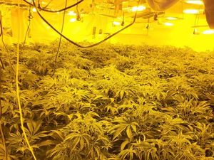 Supporting image for story: Black Country police seize more than 400 cannabis plants in raid on disused pub