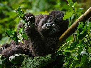 Supporting image for story: Africa’s mountain gorilla population has pushed past the 1,000 mark