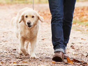 Supporting image for story: Talks over dog mess warden idea for Oswestry  