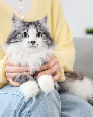 Dogs and cats often need extra care as they grow older - and a subscription service could be ideal for keeping on top of a new routine