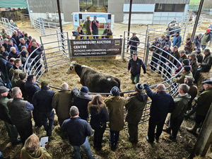 Supporting image for story: Roaring beef trade at commercial suckler herd dispersal sale in Shropshire