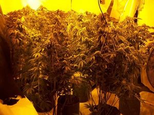 Supporting image for story: £1 million cannabis farm found in former Secret Garden bar in Kidderminster