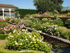 Supporting image for story: David Austin Roses 'disappointed' at Chelsea Flower Show postponement