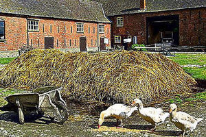 Acton Scott Historic Working Farm