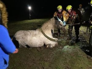 Supporting image for story: Stranded horse rescued from water-filled ditch in Staffordshire 