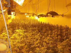 Supporting image for story: More than 300 cannabis plants found in Dudley property after police tip off