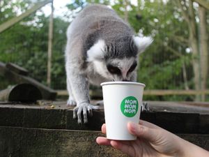 Supporting image for story: Look Hoo’s having a coffee morning!