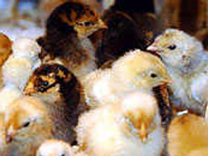 Supporting image for story: Rare bird sales soar after TV drive