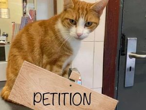 Supporting image for story: Stourbridge Junction's George the cat urges people to back petition to keep railway station ticket offices open