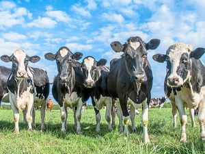 Supporting image for story: Peter Rhodes on naming a little prince, watching royal bumps and the smelly side of farming