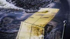 Shad swimming over counter plates. Photo: Nina Constable, Seadog TV & Film Productions Ltd