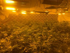 Supporting image for story: Police find more than 100 cannabis plants after searching a Wolverhampton address