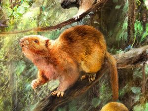 Supporting image for story: Extinct giant cloud rat species ‘twice the size of grey squirrel’ discovered