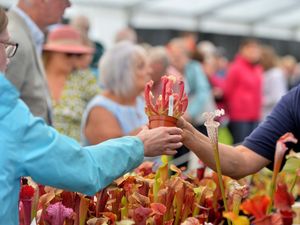 Supporting image for story: Everything you need to know about getting to and from Shrewsbury Flower Show next weekend