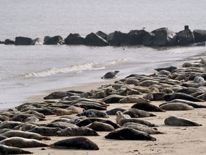 Atlantic grey seal annual moult at Norfolk