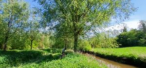 A forester preparing to fell o willow for cricket bats in Soulton Wood
