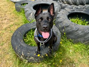 RSPCA Gonsal Farm is currently caring for German Shepherd cross, Princess