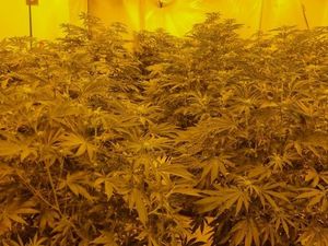 Supporting image for story: 130 marijuana plants seized in early morning Oldbury police raid