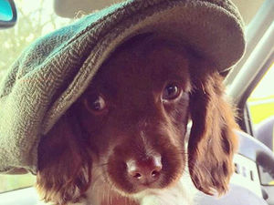 Supporting image for story: Star Witness: Animals that make you smile