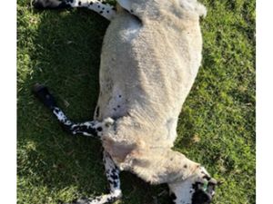 Supporting image for story: An ewe was found dead in a Powys field with significant injuries to the shoulder and neck area, days after two lambs were found deceased in the same field