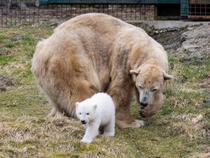 Supporting image for story: Victoria, the UK’s oldest polar bear, is euthanised at age 28