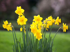 Supporting image for story: Peter Rhodes on a seasonal mystery, soft justice and why Diane Abbott – for once – is right