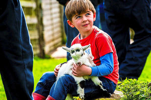 Supporting image for story: Lambs and meerkats draw big crowd