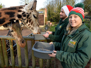 Supporting image for story: Christmas dinner? Try feeding 1,600 animals at Dudley Zoo