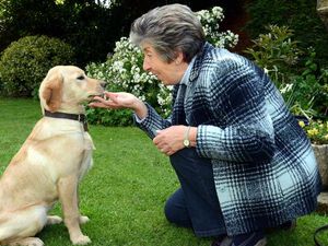 Supporting image for story: Shropshire trainee guide dog Solar gets ready for big school