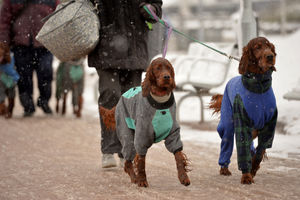 Owners and their dogs make their way to the show in the snow