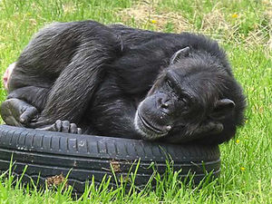 Supporting image for story: Tyred of monkeying around: Dudley Zoo chimps get new toys