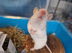 Nylon at the RSPCA's Birmingham centre needs a forever home