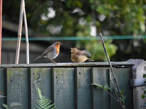 Supporting image for story: Birds of a feather