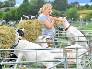 Supporting image for story: Bovine TB blow for Minsterley Show